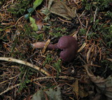 Laccaria amethystina image