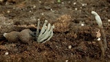 Xylaria nigripes image