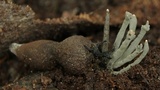 Xylaria nigripes image