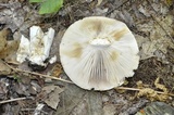 Russula compacta image