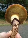Suillus luteus image