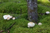 Rhodocollybia maculata image