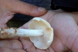 Rhodocollybia maculata image