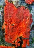 Phlebia coccineofulva image