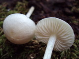 Alboleptonia adnatifolia image
