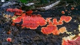 Phlebia coccineofulva image