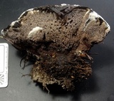Hydnellum caeruleum image