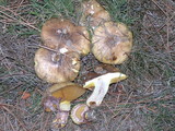 Suillus luteus image