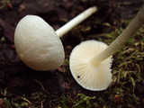 Alboleptonia adnatifolia image