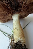 Stropharia hardii image