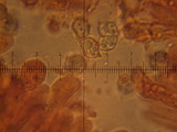 Alboleptonia adnatifolia image