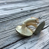 Clitocybe glaucoalba image