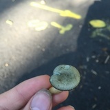 Clitocybe glaucoalba image