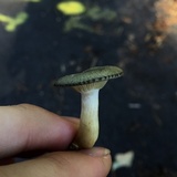 Clitocybe glaucoalba image