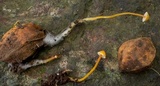Mycena crocea image