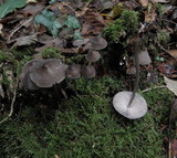 Mycena abramsii image