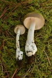 Amanita sect. Vaginatae image