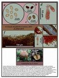 Gymnopilus humicola image