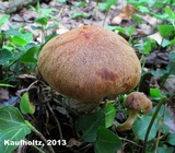 Gymnopilus humicola image