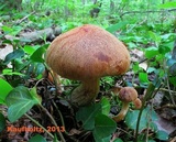 Gymnopilus humicola image