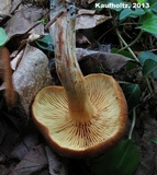 Gymnopilus humicola image