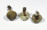 Rhodocollybia butyracea image