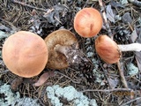 Leccinum vulpinum image