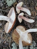 Leccinum vulpinum image