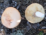 Leccinum vulpinum image