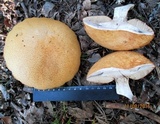 Leccinum vulpinum image