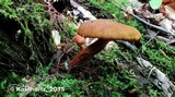 Gymnopilus humicola image