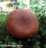 Gymnopilus humicola image