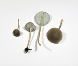 Strobilurus esculentus image