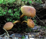 Gymnopilus humicola image