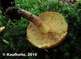 Gymnopilus humicola image