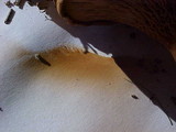 Paxillus involutus image