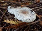 Lepiota felina image