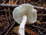 Lepiota felina image