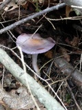 Cortinarius iodes image