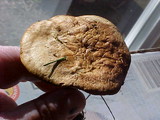 Paxillus involutus image