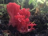 Ramaria araiospora image