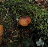 Tricholoma pessundatum image