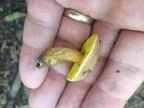 Aureoboletus innixus image