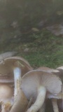 Pholiota angustipes image