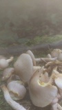 Pholiota angustipes image