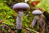 Cortinarius anomalus image