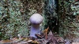 Cortinarius anomalus image