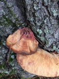 Fistulina hepatica image