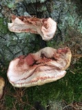 Fistulina hepatica image