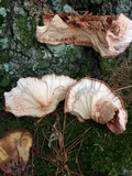 Fistulina hepatica image